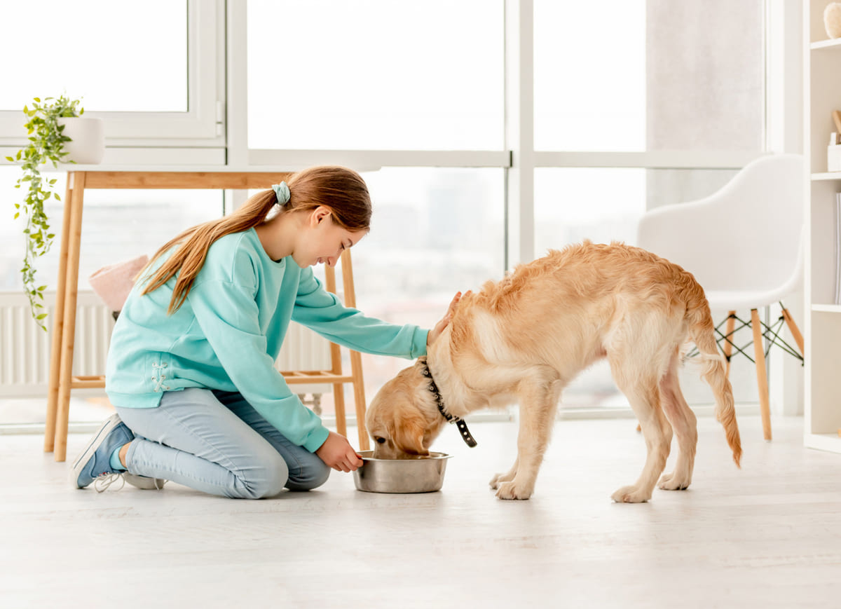 Dog eating food