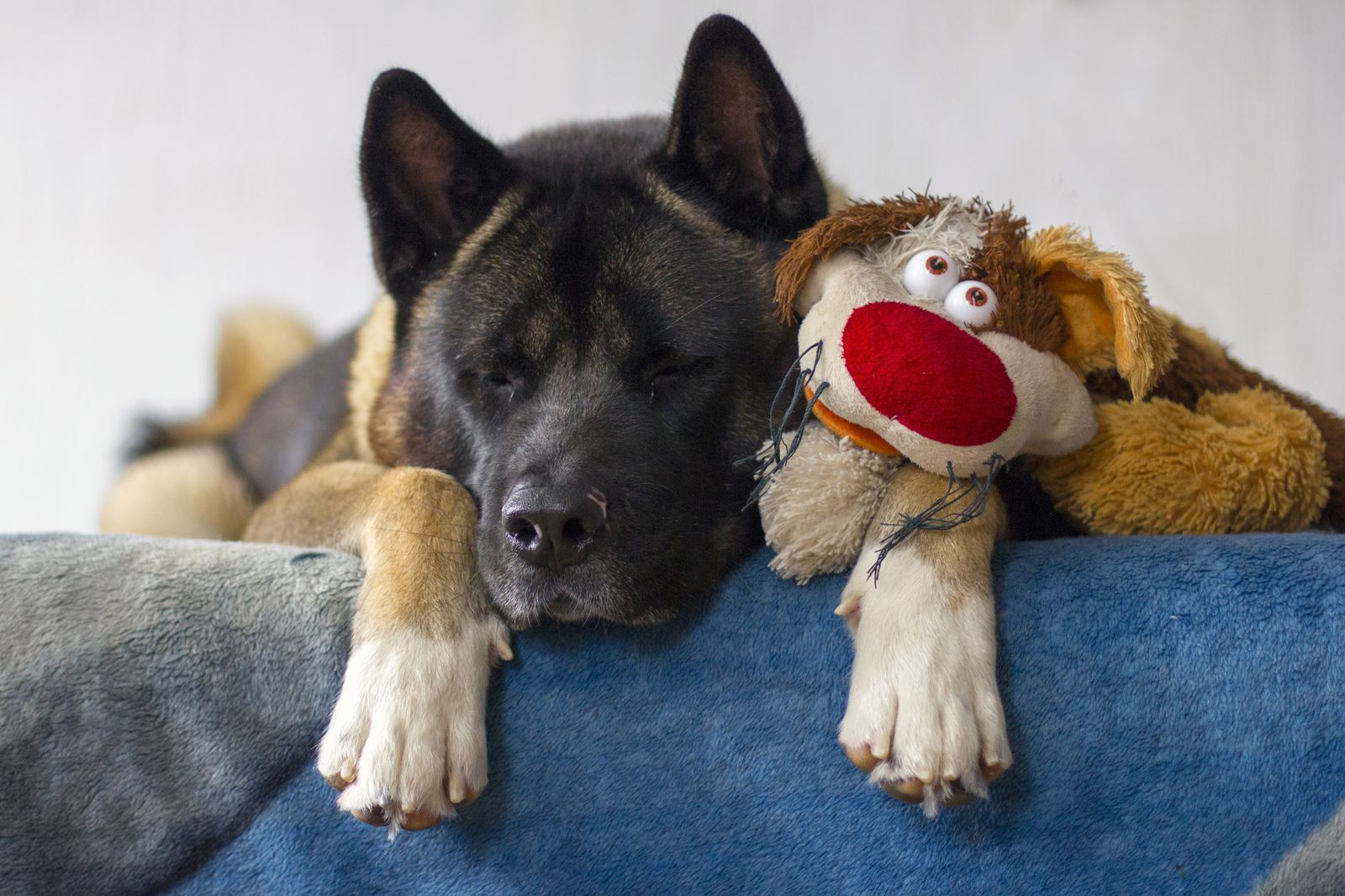 Dog sleeping with its toy