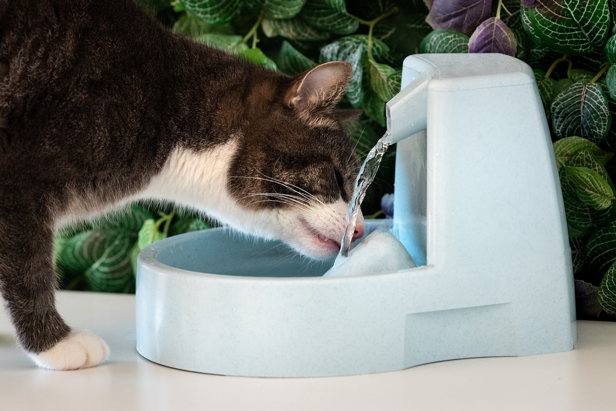 Cat drinking water from an automatic water bowl