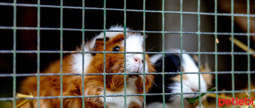 Ways to Deal with Odors in Guinea Pig Cages