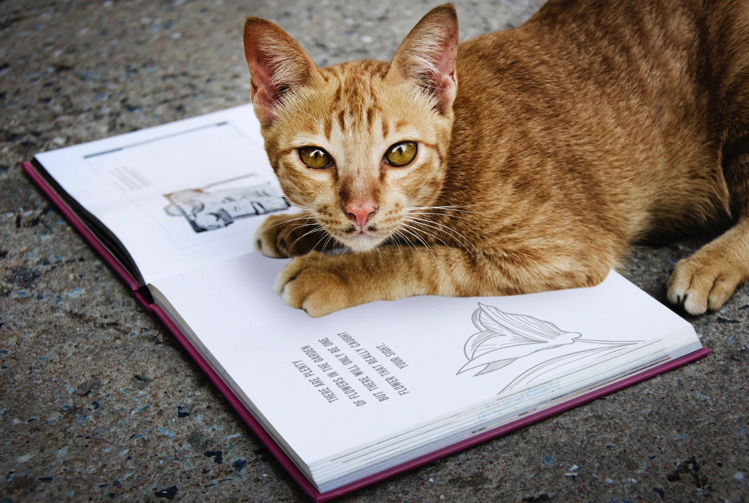 Cat lying with its paws on an open book
