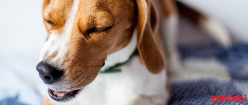 What Does Coughing Mean in Dogs? When Should You See a Veterinarian?