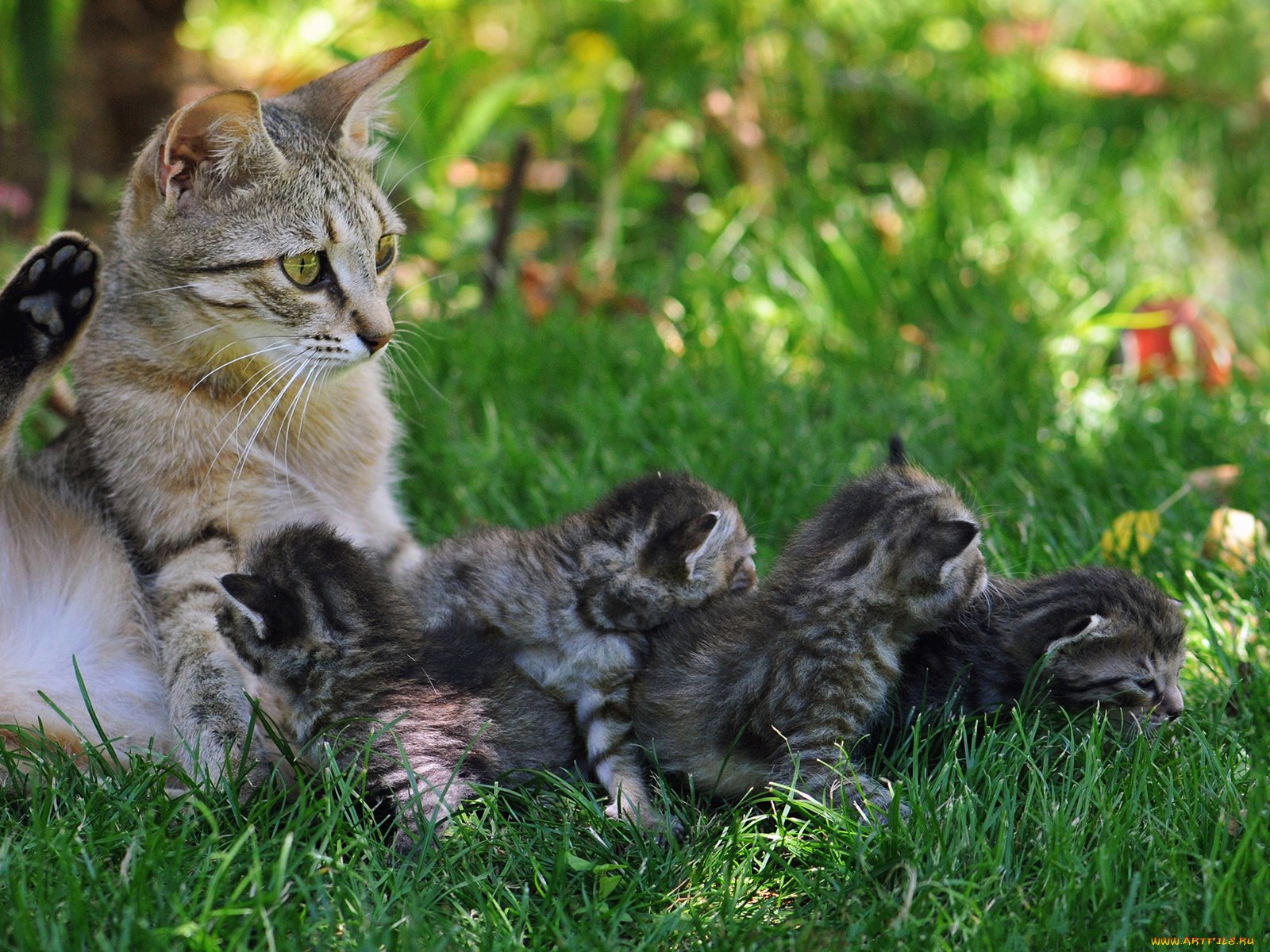 Cat sitting on the grass with its kittens