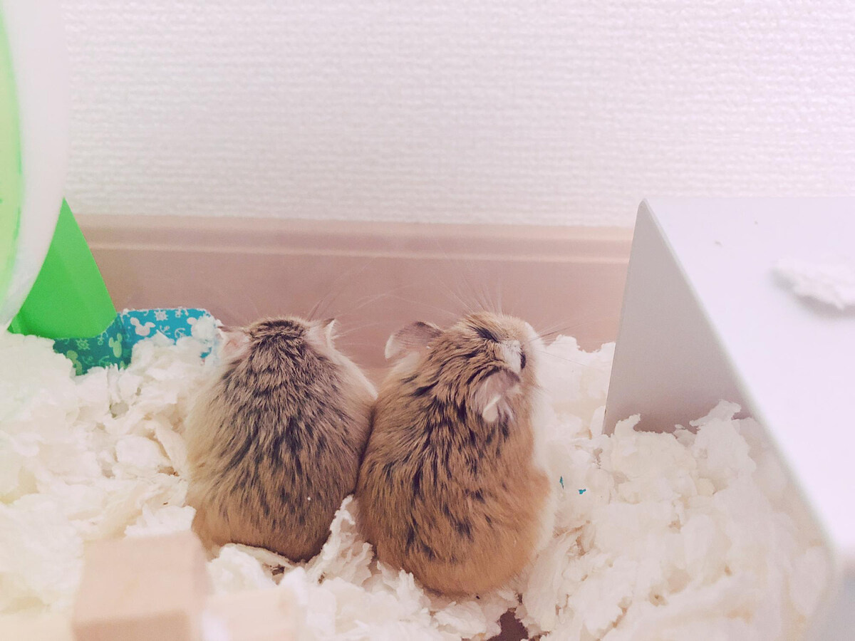 2 hamsters with their backs turned standing on wood shavings