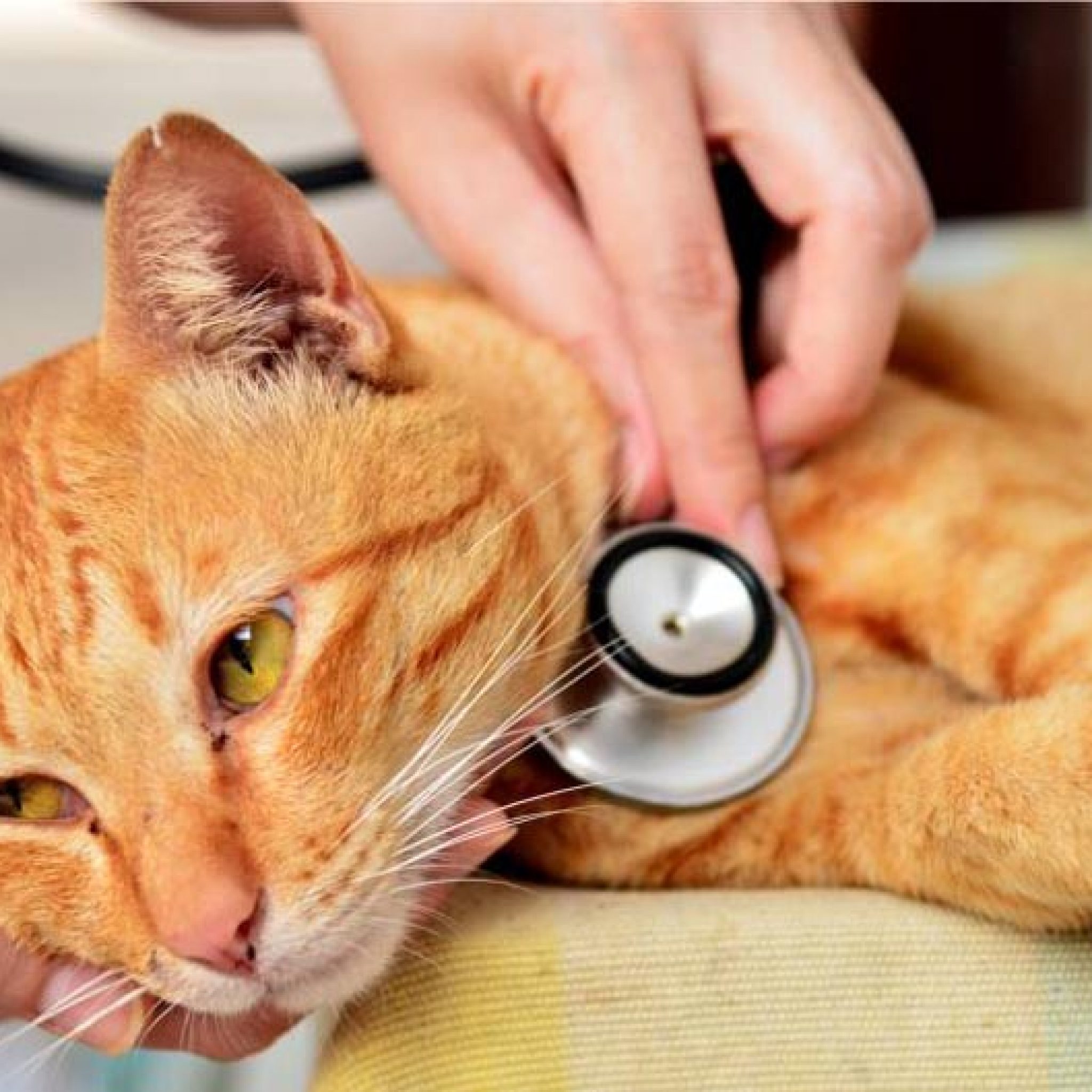 Yellow cat under veterinary supervision