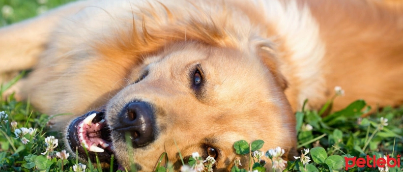 Why Do Dogs Eat Grass?