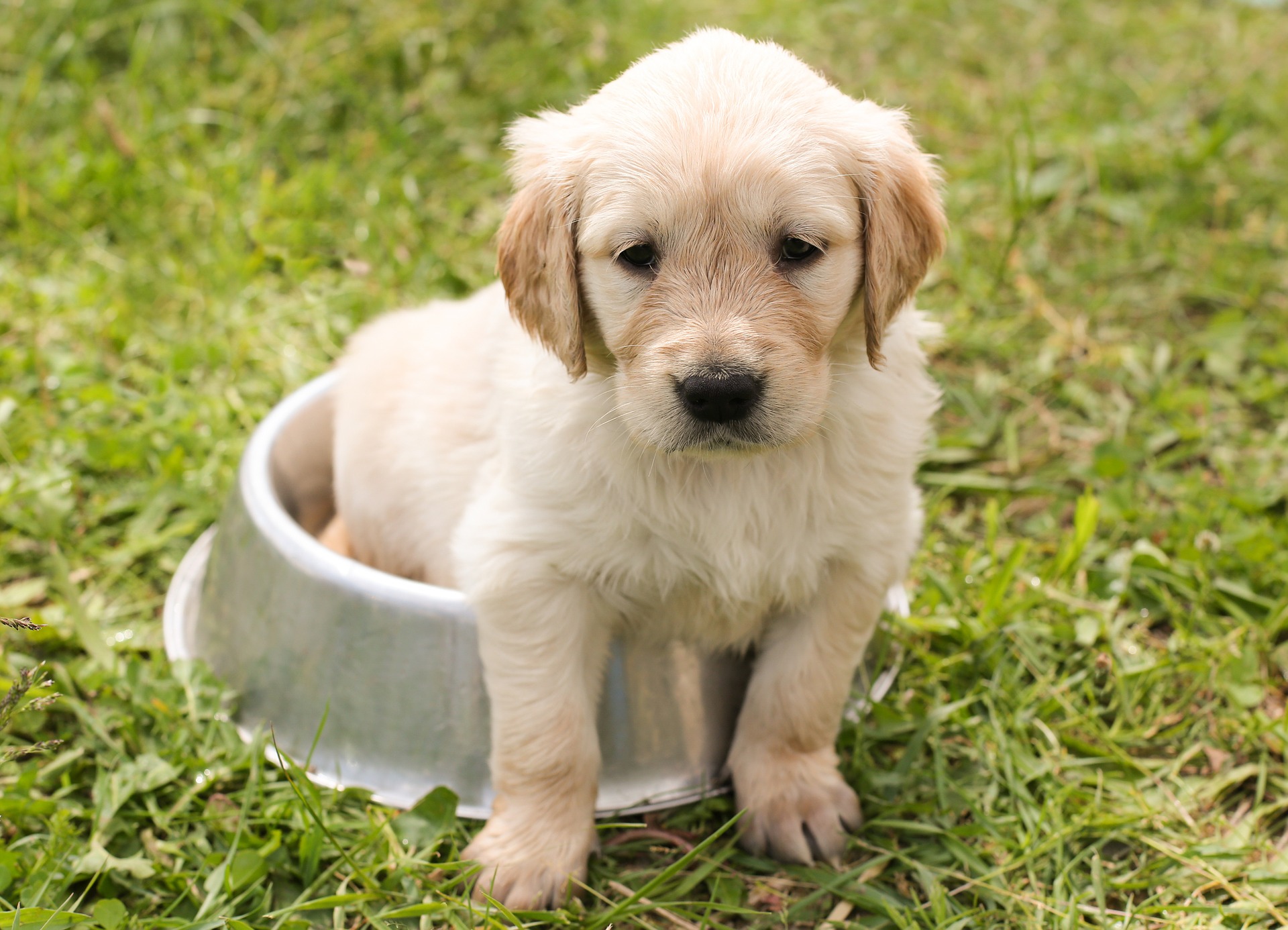 Communication with puppies