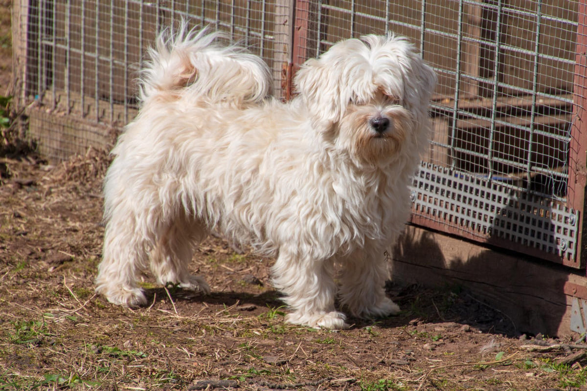 Havanese dog