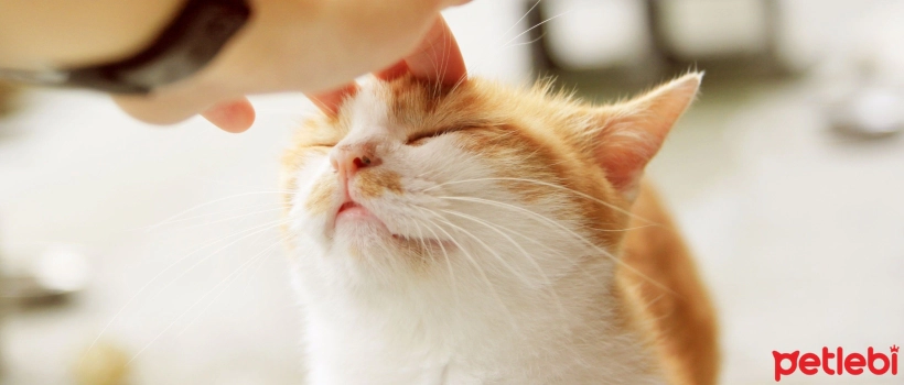 Estrus Cycle in Cats