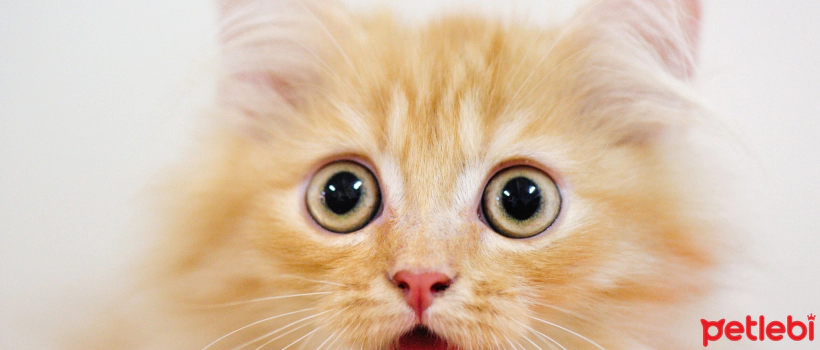 Cat Allergy and Ways to Prevent It