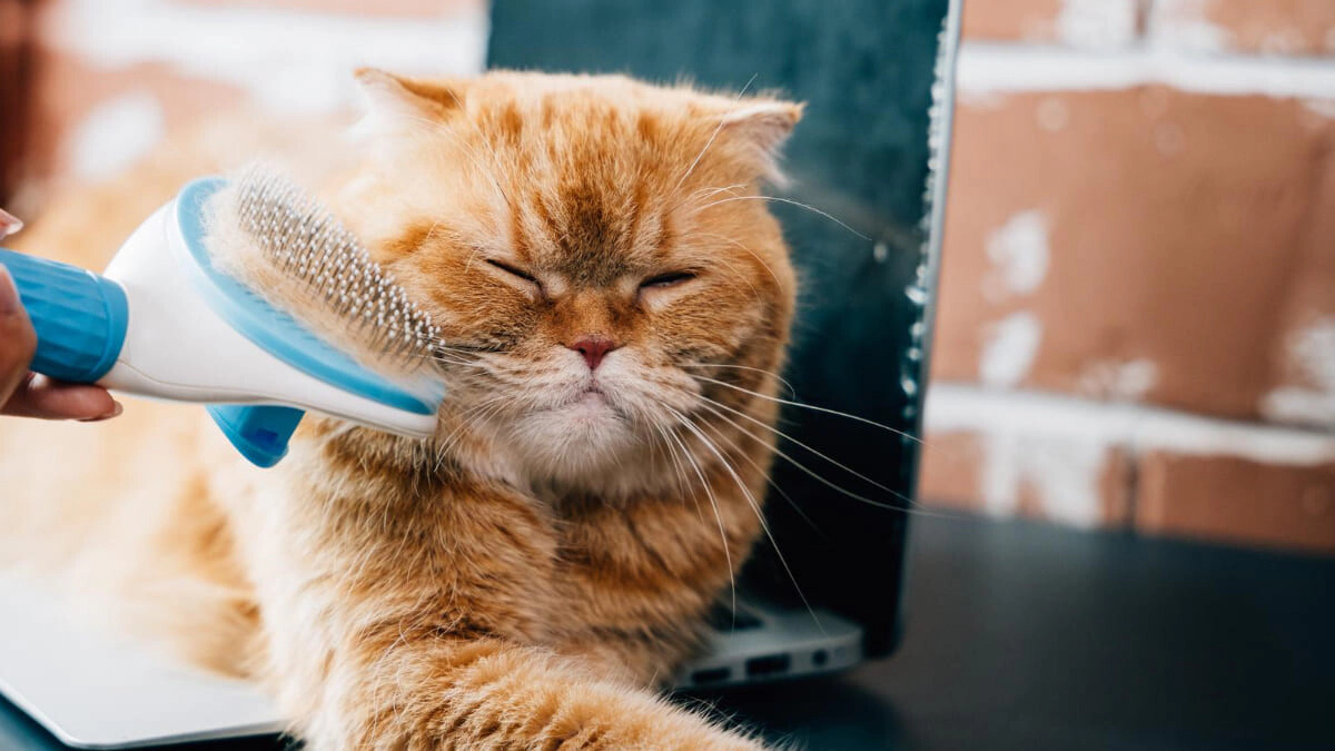 Shedding in Cats: Causes, Symptoms and Effective Solutions