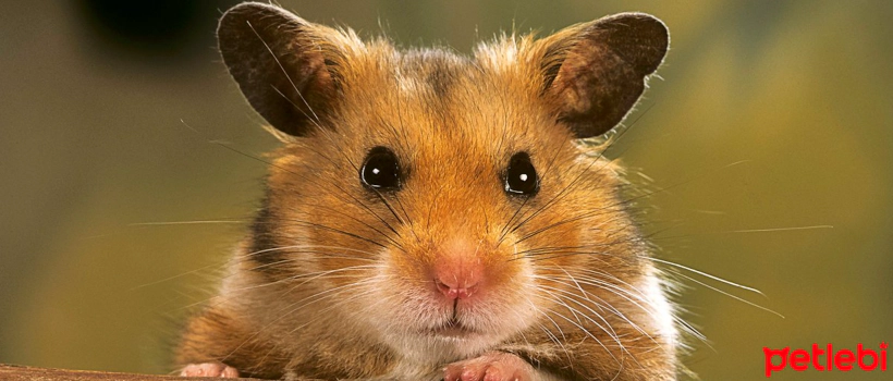 Hamster Species and Characteristics