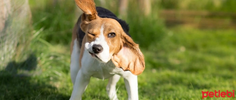 Head Shaking in Dogs