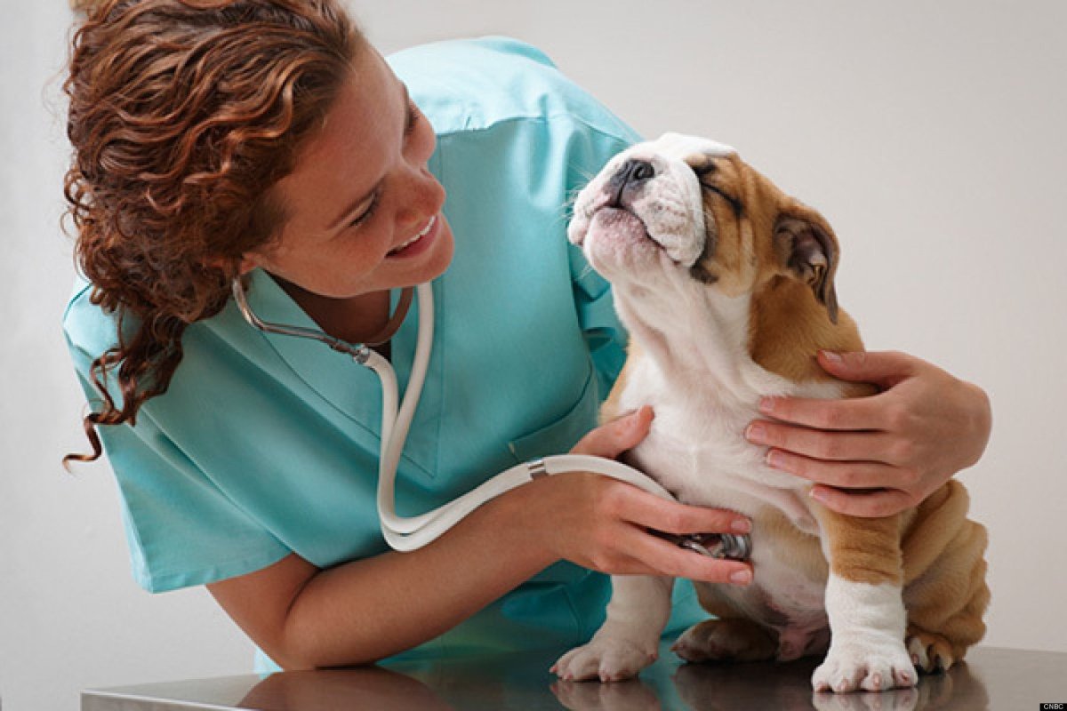Dog with lungs listened to with stethoscope