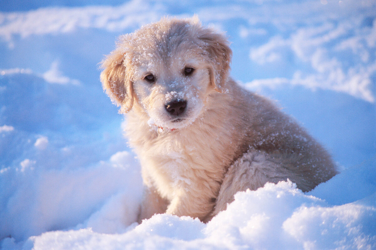 Puppy sitting in the snow