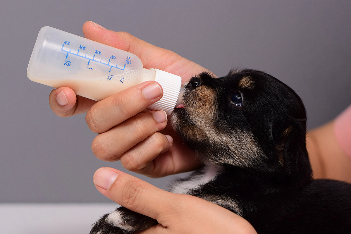 Dog drinking milk from a bottle