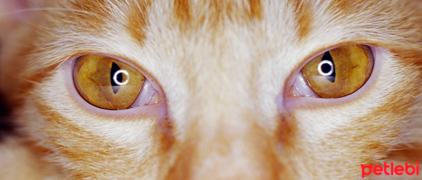 What is Jaundice in Cats, What are its Causes?