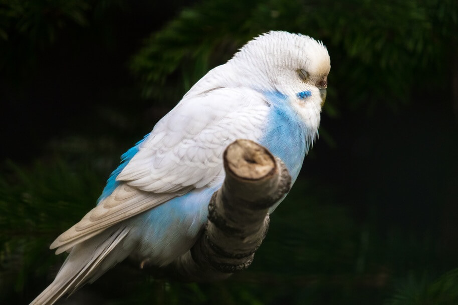 A blue and white-feathered budgie perched on a branch