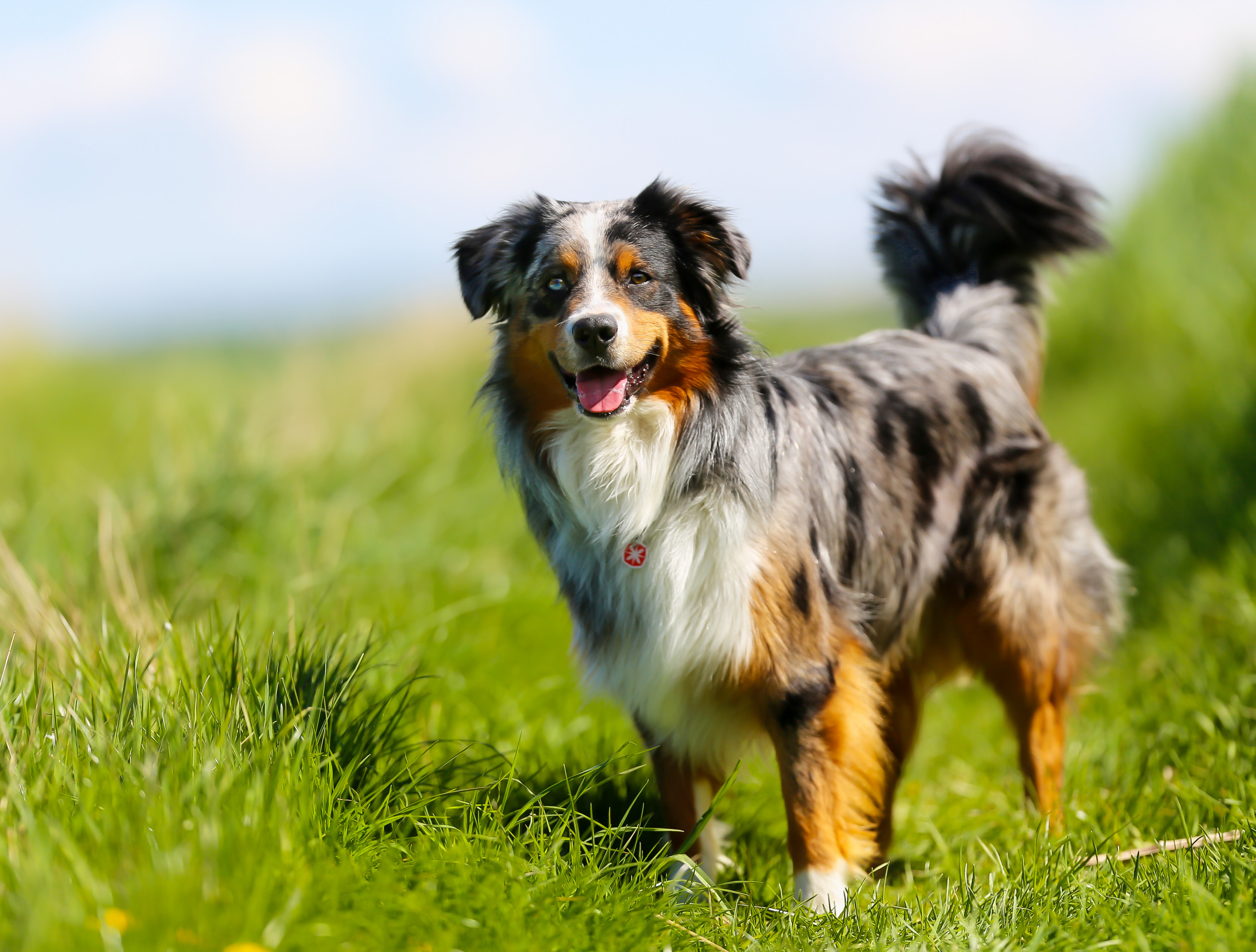 Colored dog standing on the grass