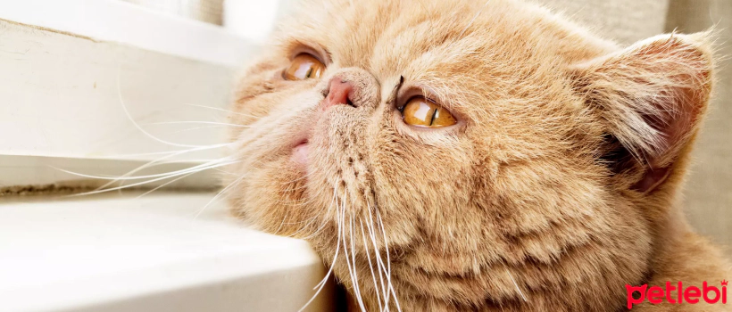 Signs of Depression in Cats: Recognition and Treatment Methods