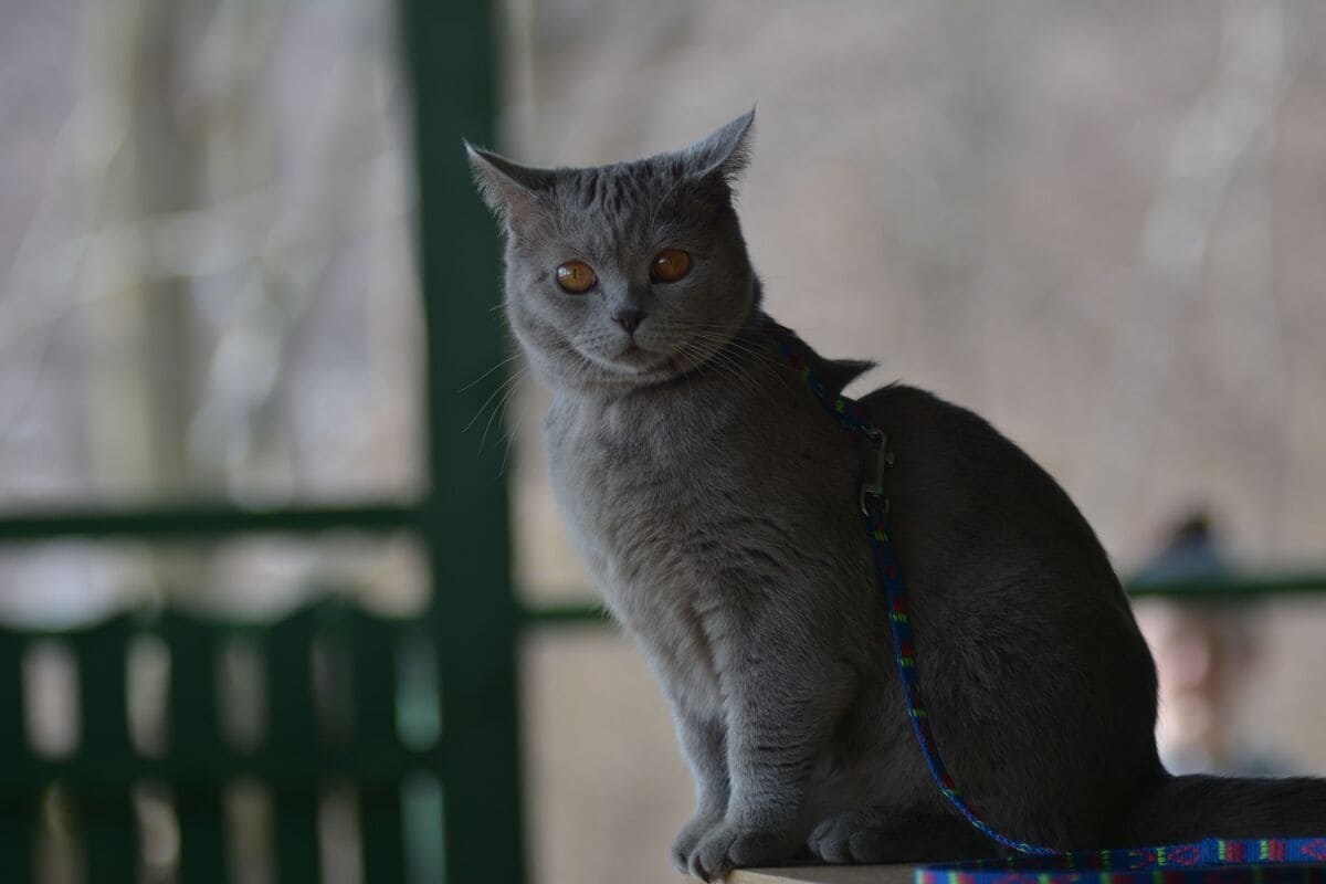 Gray-furred cat wearing a leash