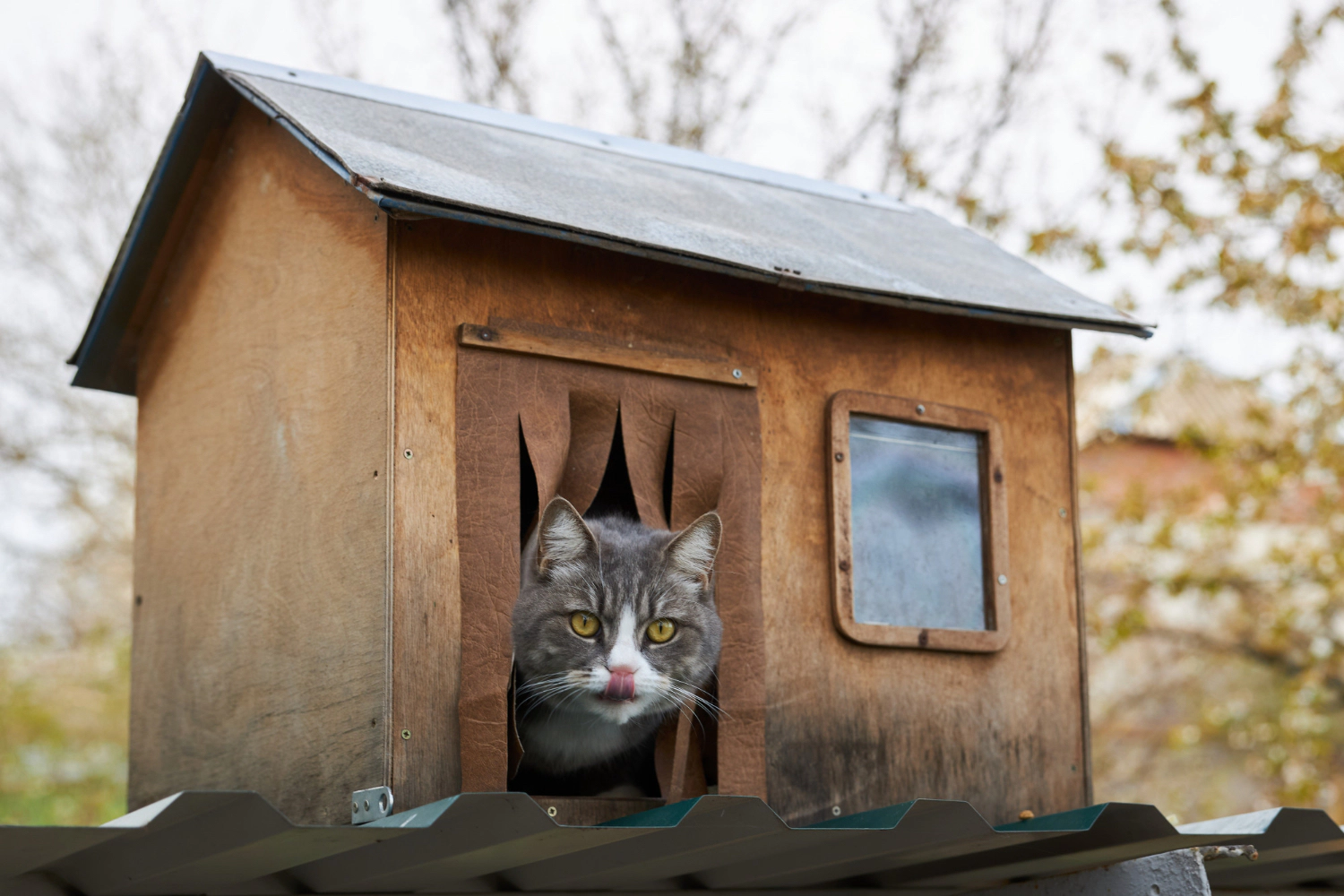 Cat sitting in the cat house