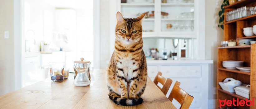 How Long Can Cats Stay Home Alone?
