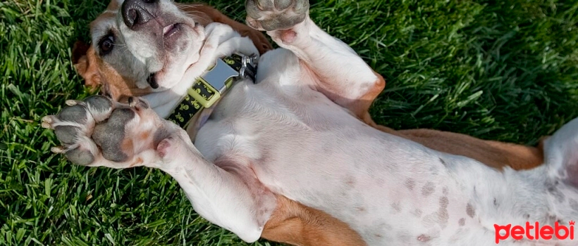 Do Dogs Get Tickled?