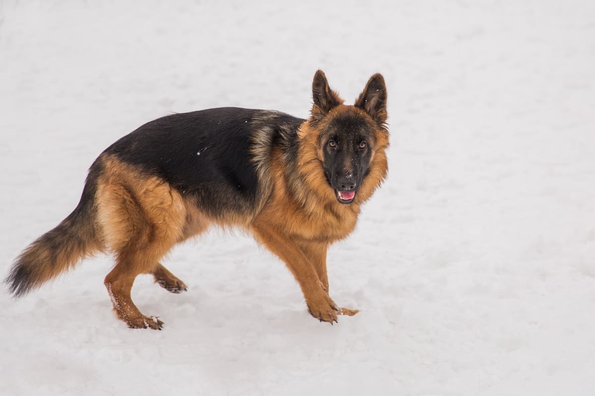 German Shepherd walking in the snow dog