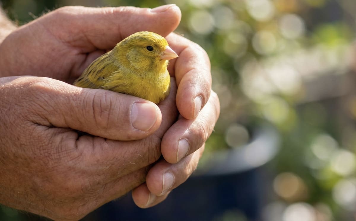 Beautiful canary observing the world while sitting in a person's hand