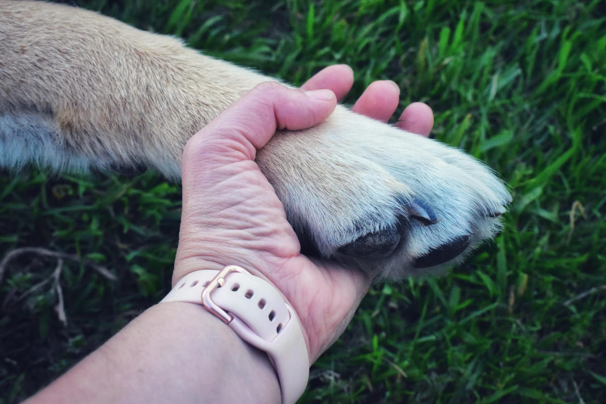 Dog extending its paw to someone's hand