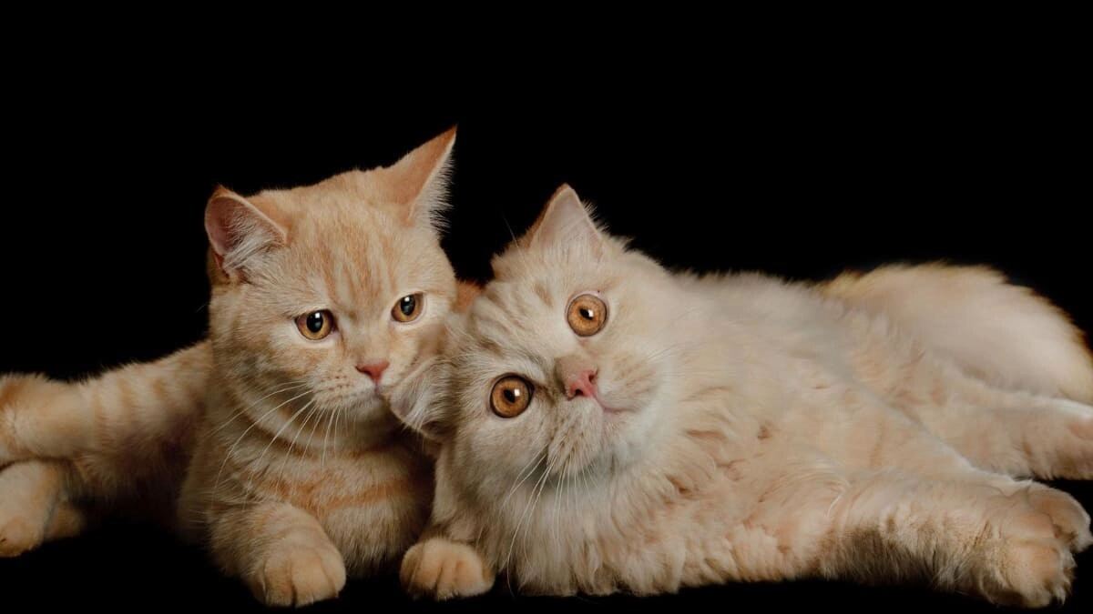 Vaccination Schedule for Kittens and Adult Cats