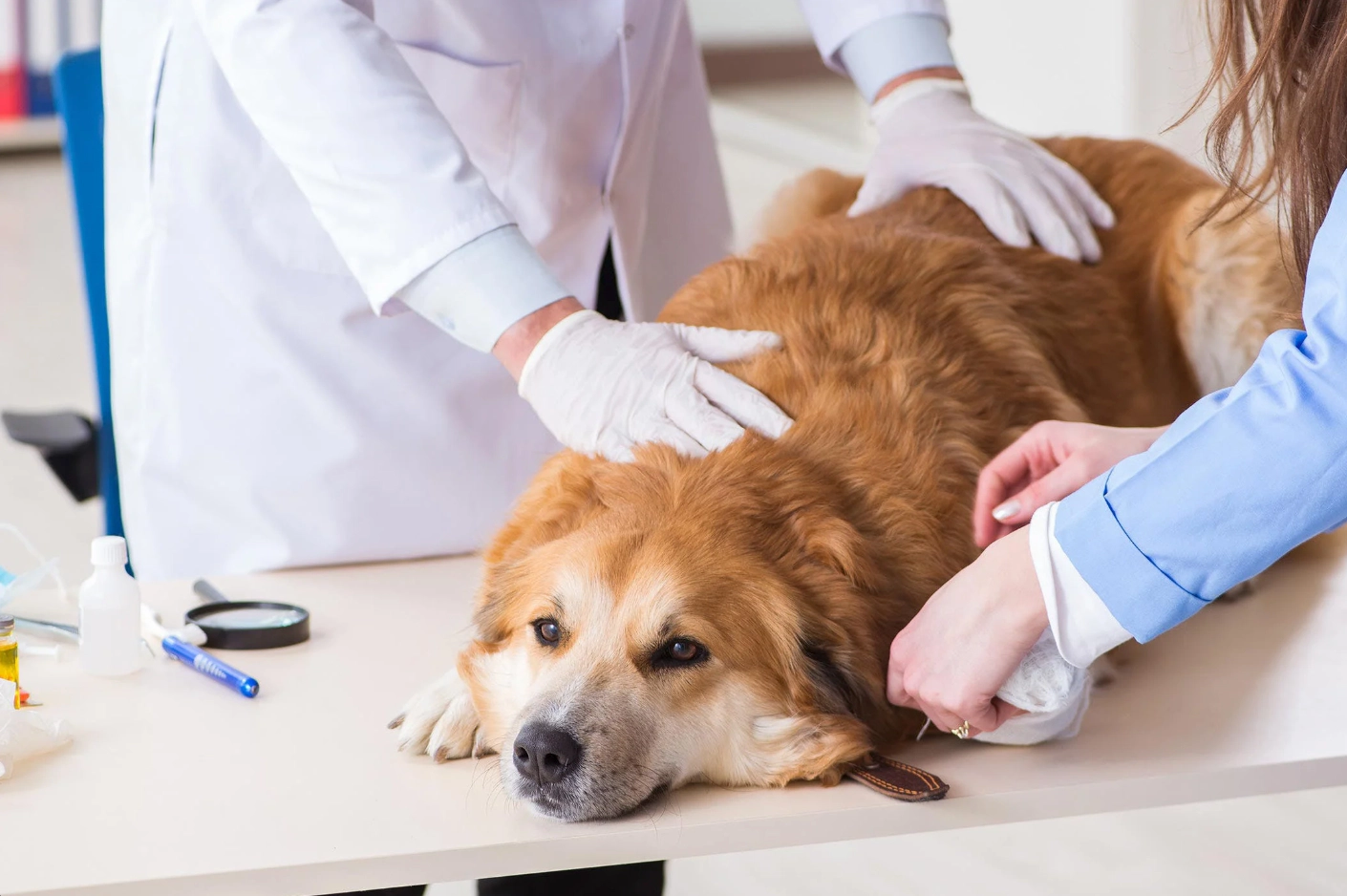 Dog under veterinary supervision