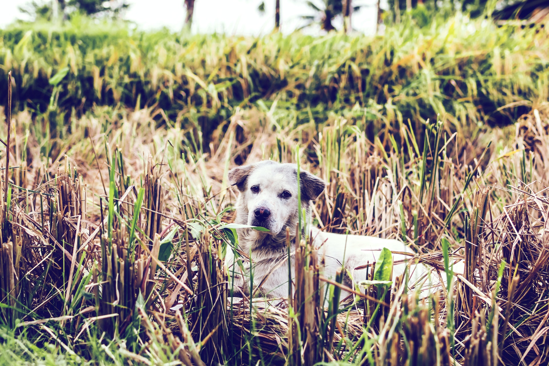 Street dog lying among dried plants