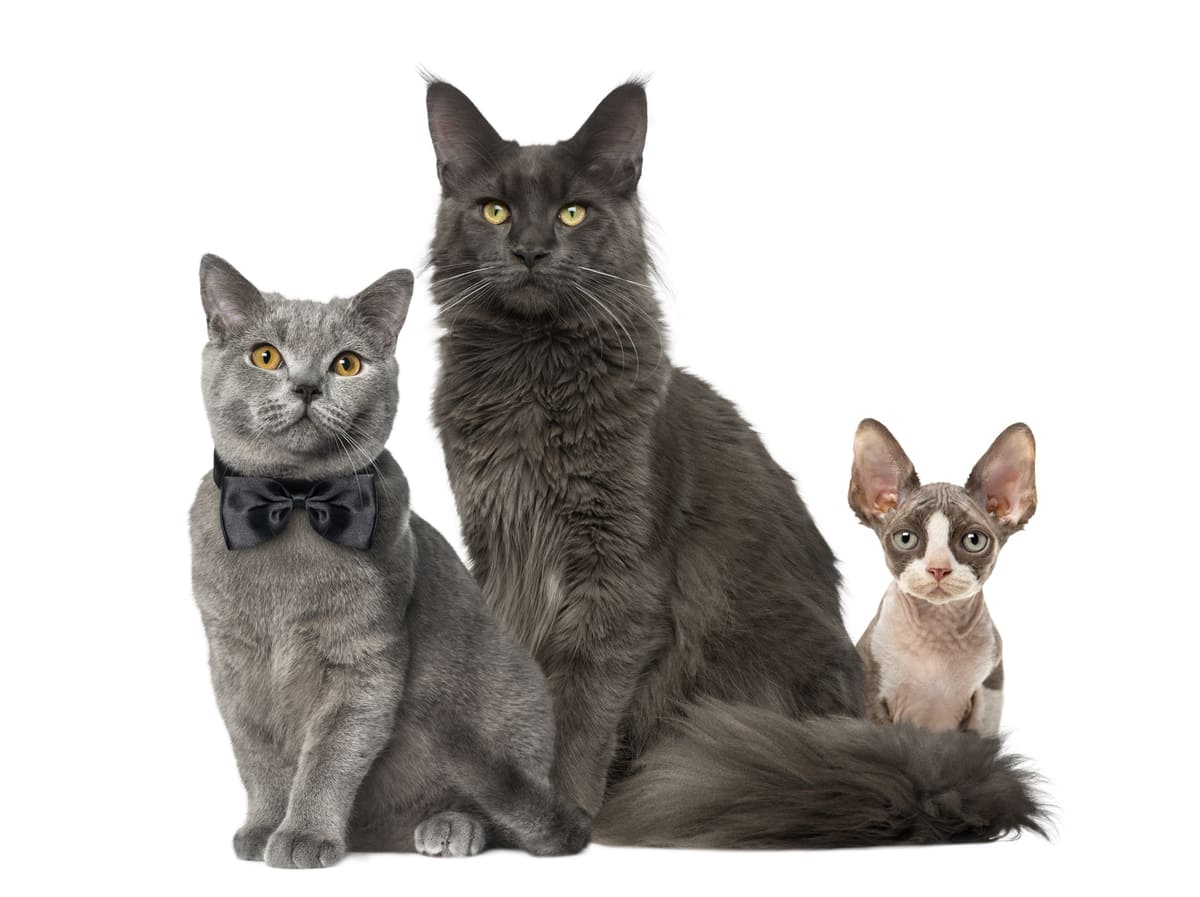 Three cats of different breeds sitting side by side