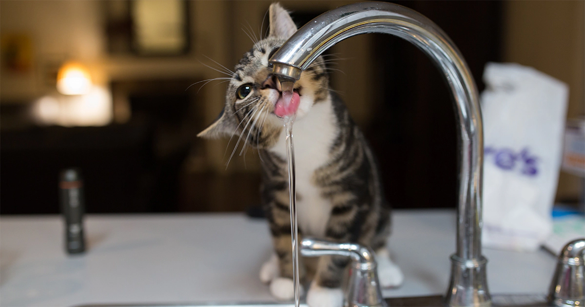A tabby kitten drinking water from the tap
