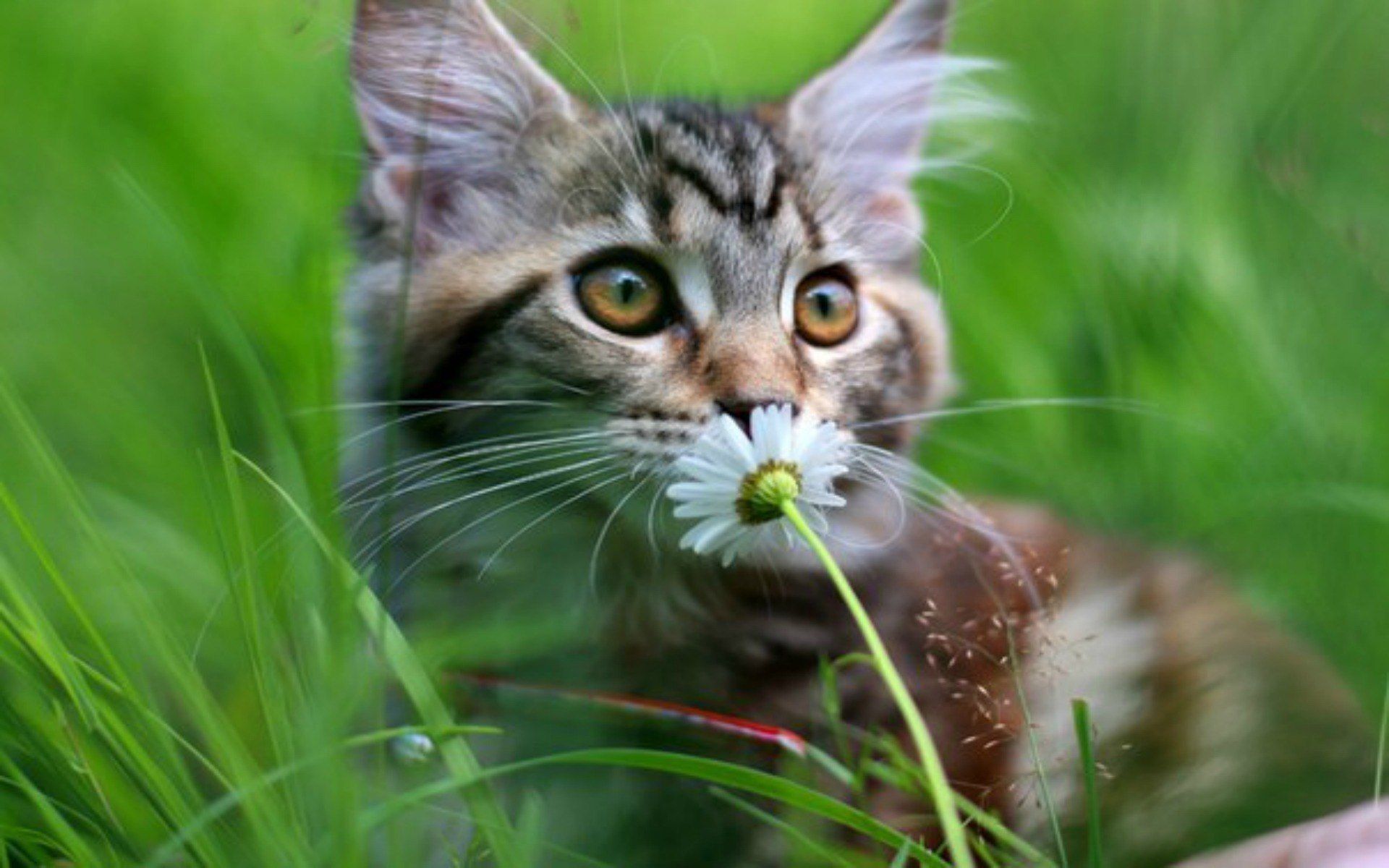 Tabby cat picking flowers on the grass