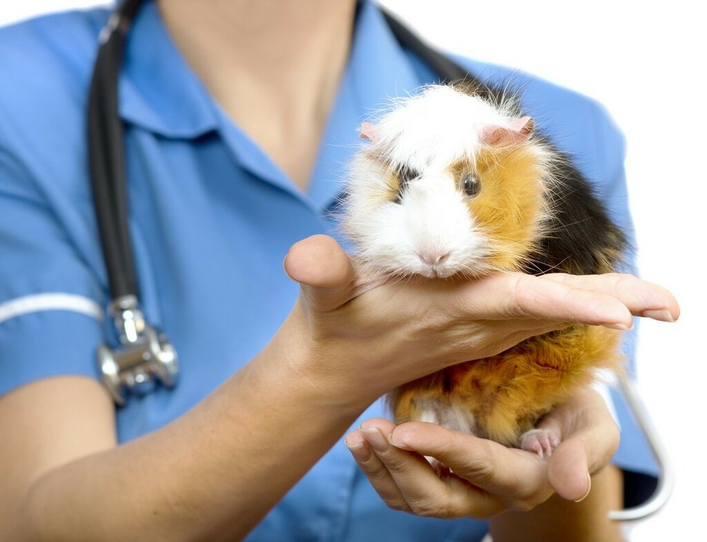 Guinea pig held in hand