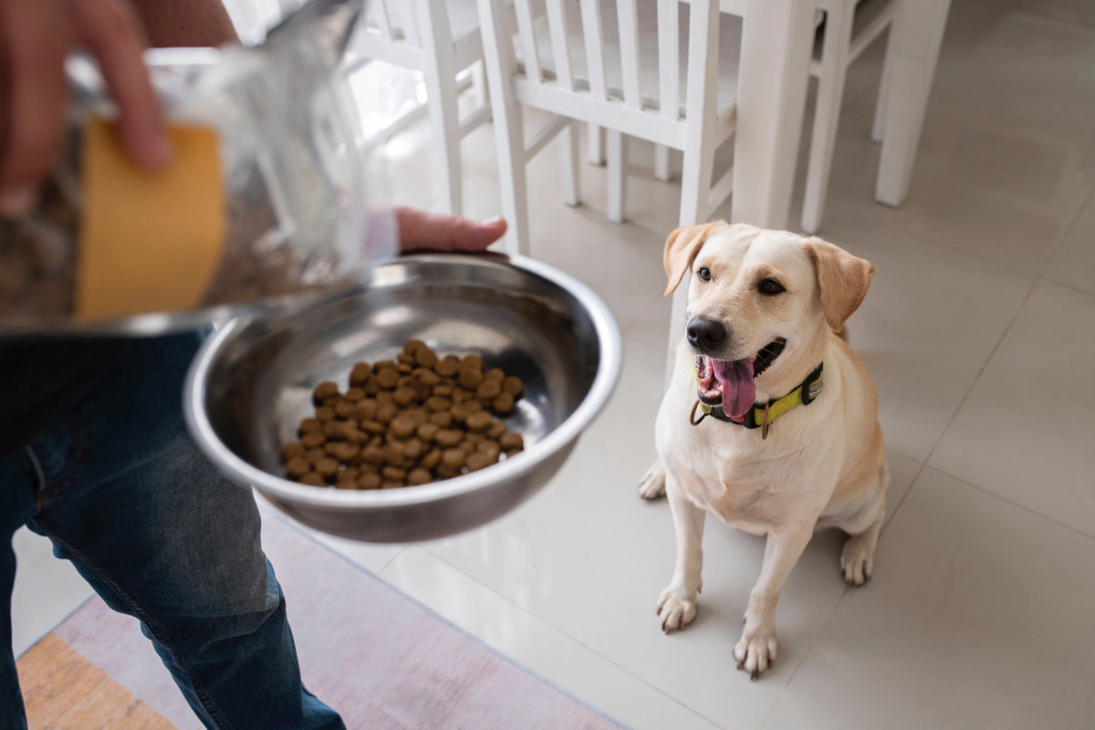 Dog excitedly waiting for its owner to fill its food bowl