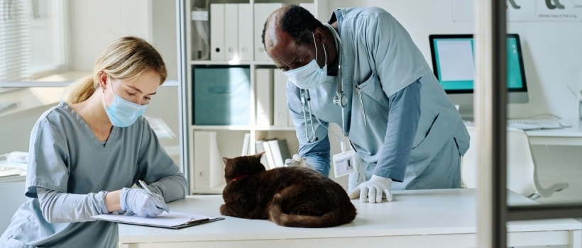 Causes, Symptoms, and Treatment Methods of Cancer in Cats