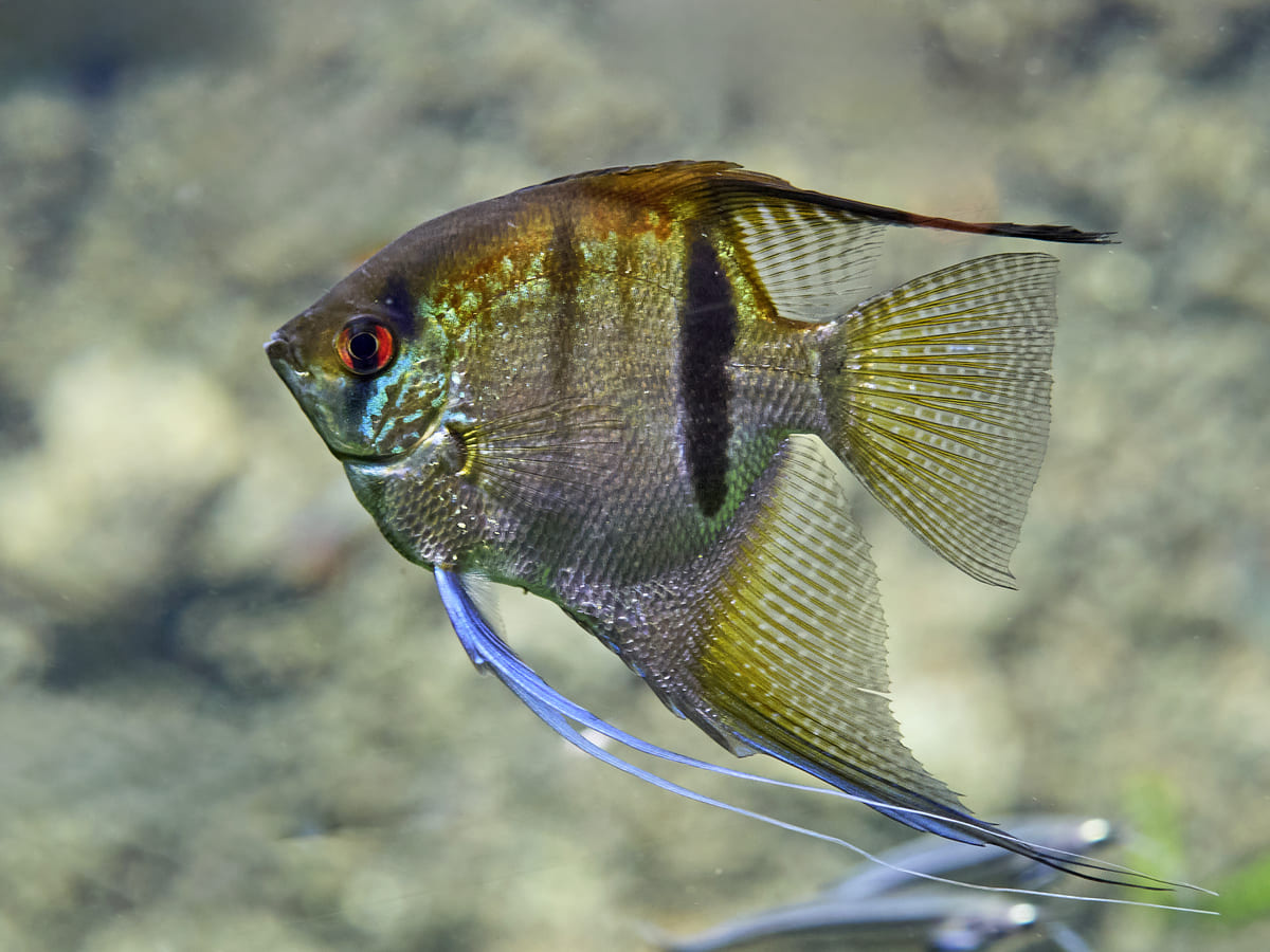 Angelfish