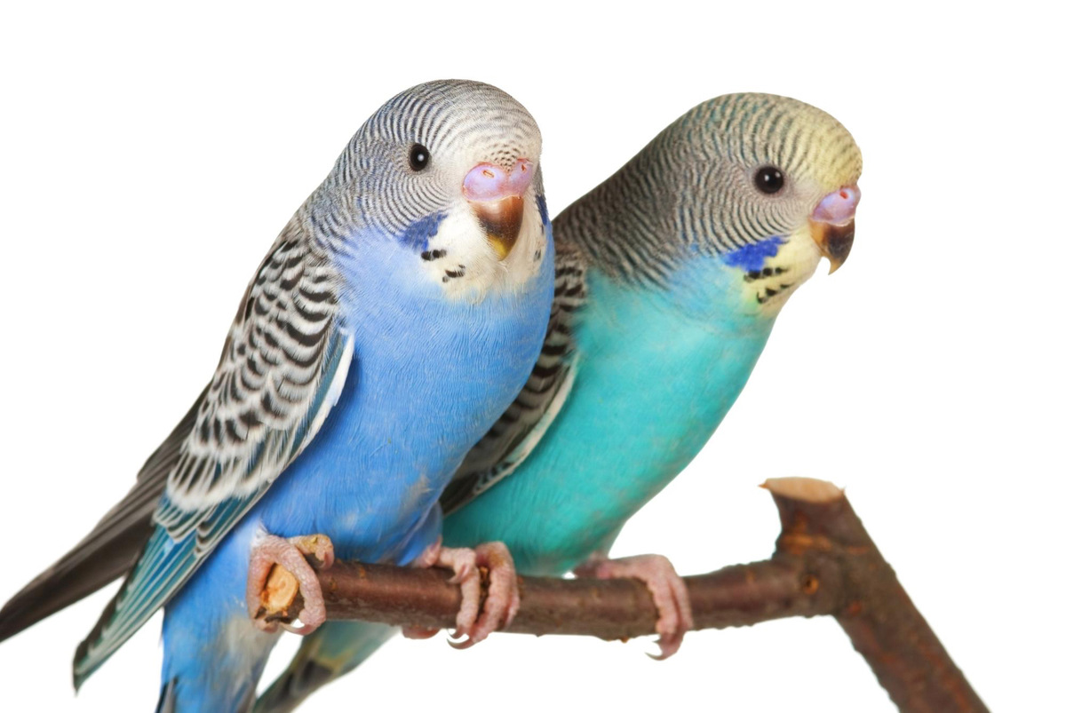 Two budgies perched on a single branch