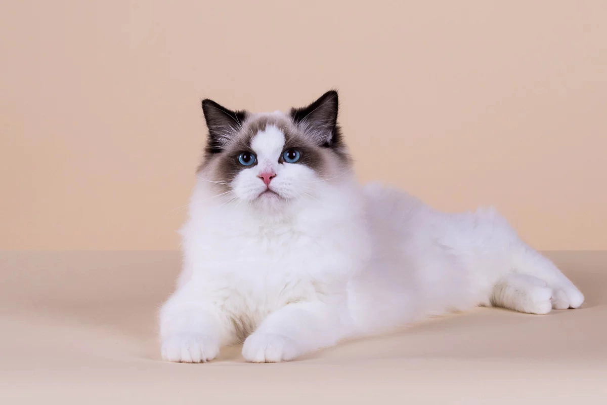 Ragdoll cat with dark-colored head fur