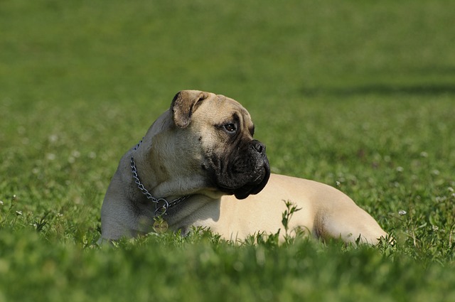 Bullmastiff sitting on the grass