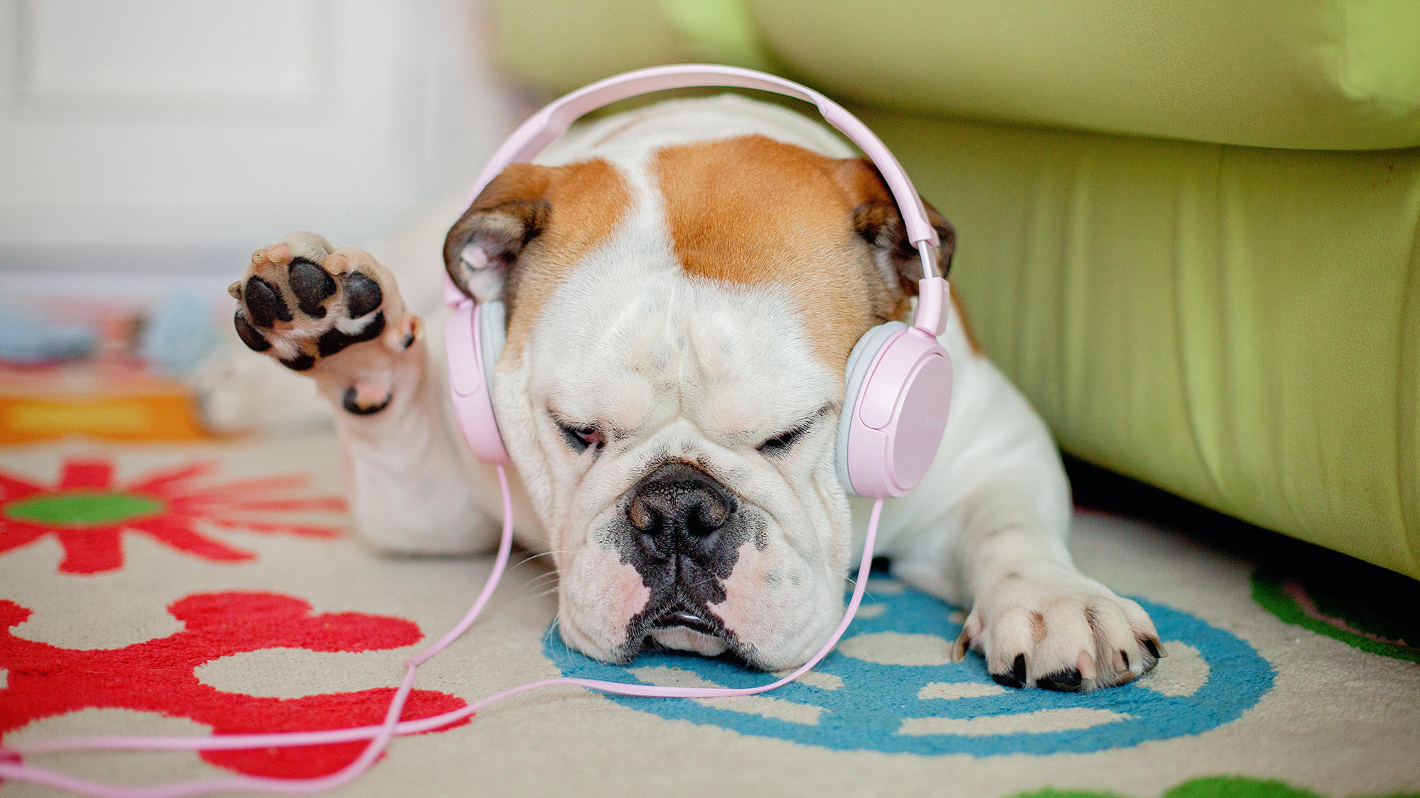 Dog lying on a colorful carpet listening to music