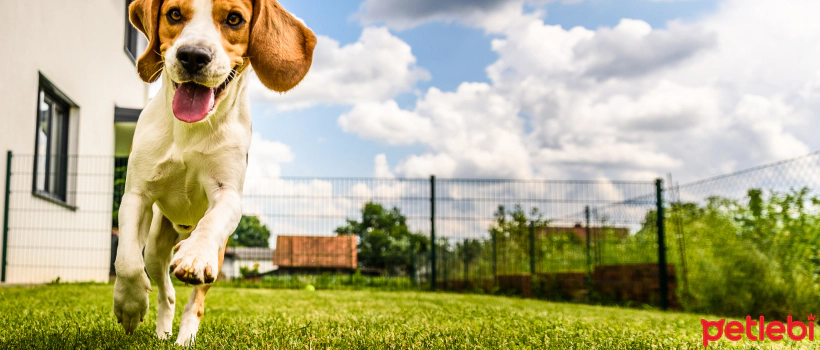Most Barking Dog Breeds