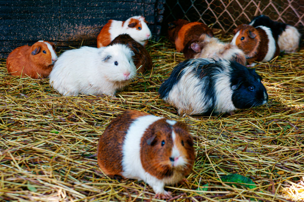 Guineas together in a large cage