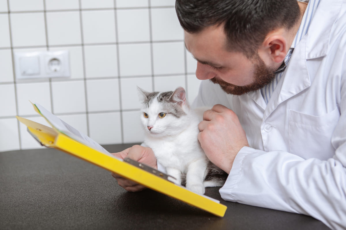 Cat posing while looking at its file with a veterinarian