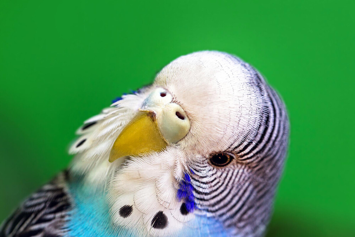 Female budgie bowing its head bird