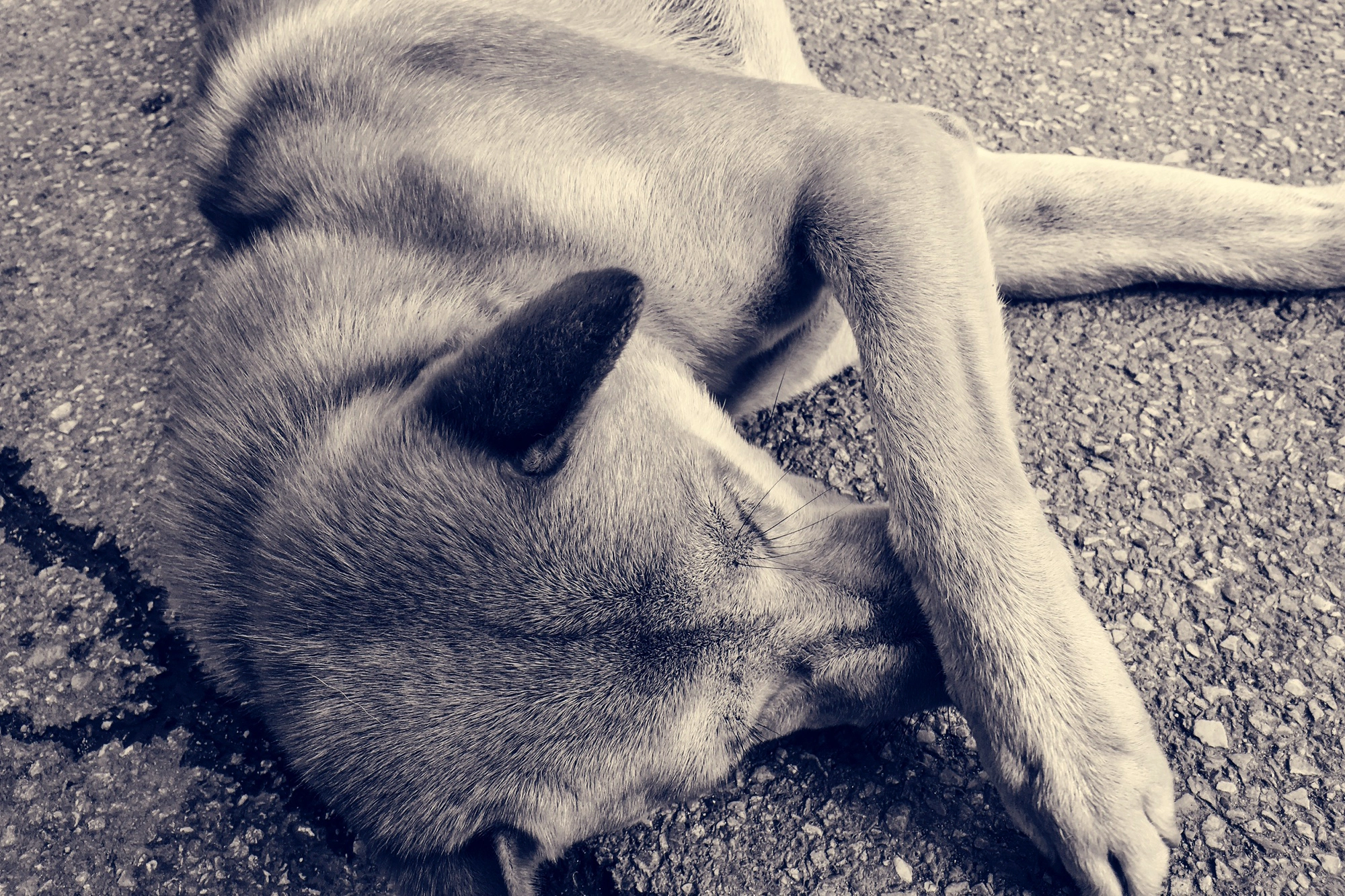 My dog ​​won't look at me, what should I do?